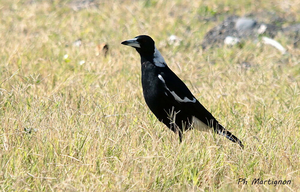 Cassican flûteur, identification