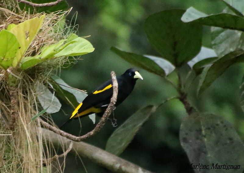 Cassique cul-jaune, identification