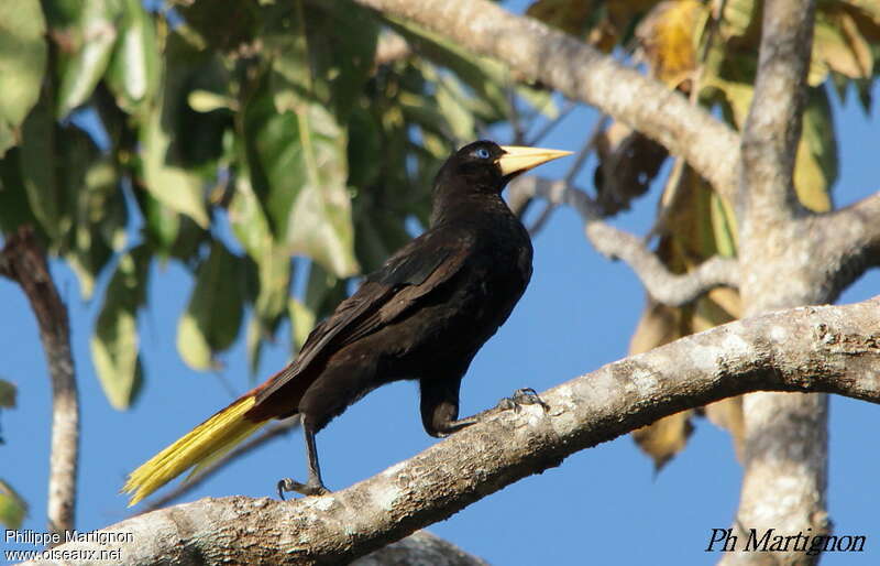 Crested Oropendola, identification