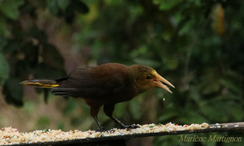 Russet-backed Oropendola, identification