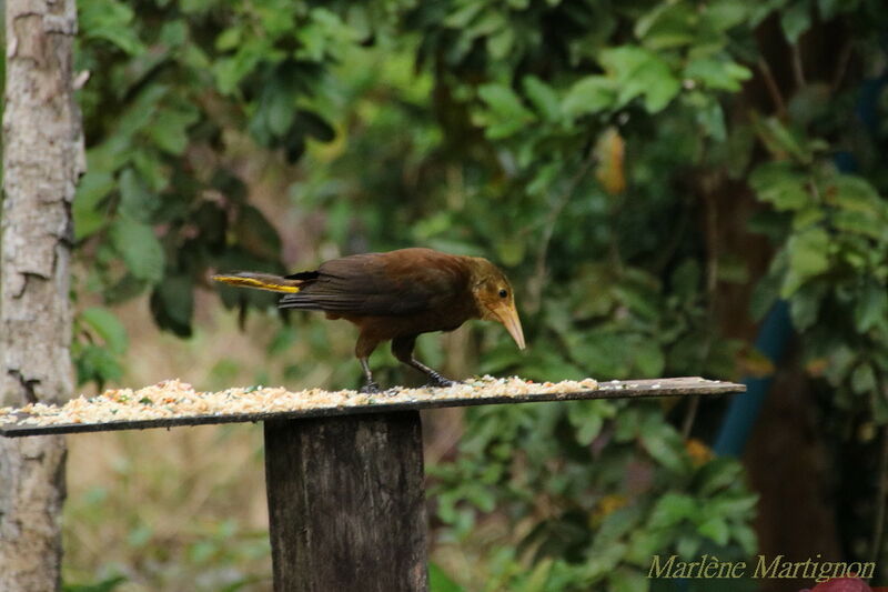 Russet-backed Oropendola, identification