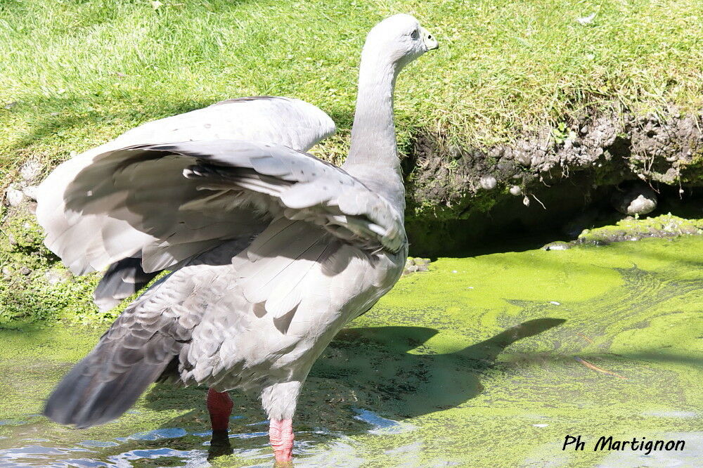 Céréopse cendré, identification