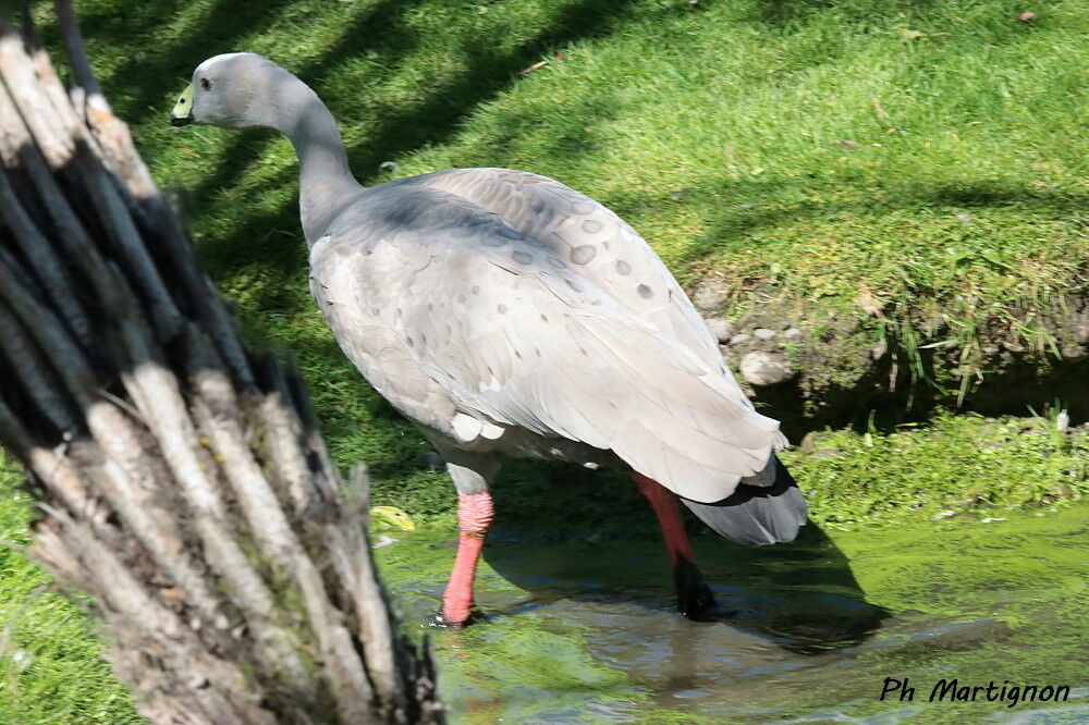 Céréopse cendré, identification
