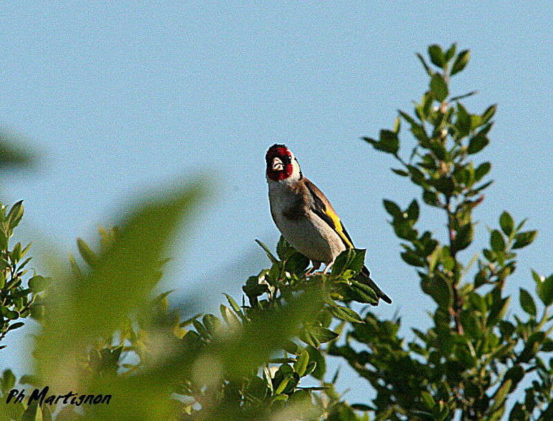 Chardonneret élégant, identification