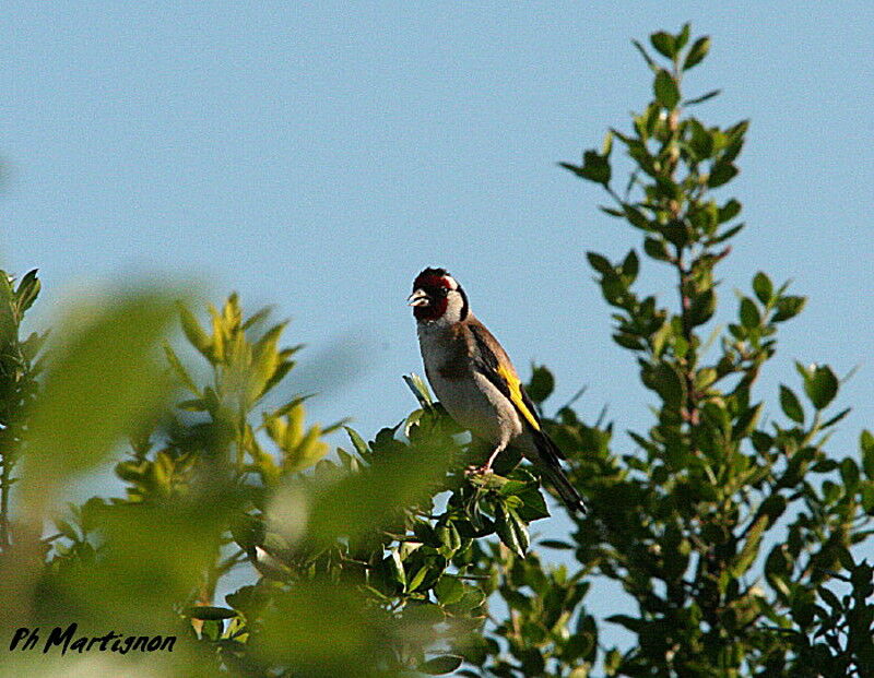 European Goldfinch, identification