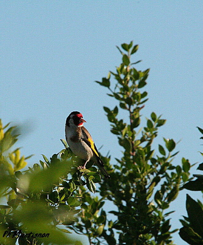 European Goldfinch, identification