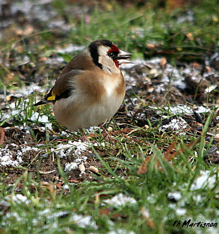 Chardonneret élégant, identification, régime