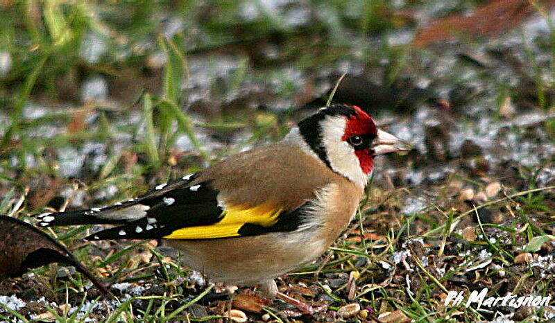 European Goldfinch, identification