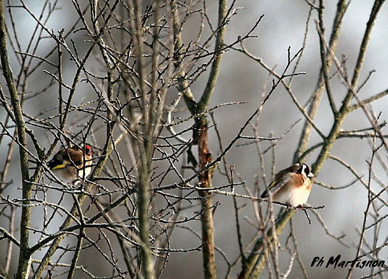 European Goldfinch