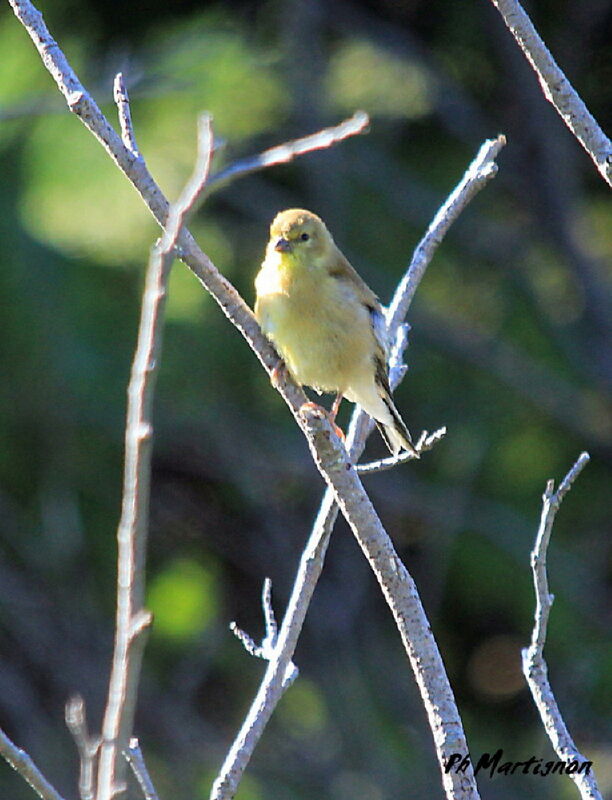 American Goldfinch