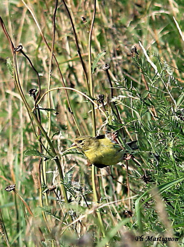 American Goldfinch