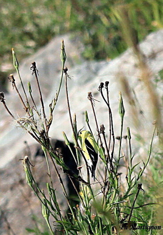 American Goldfinch