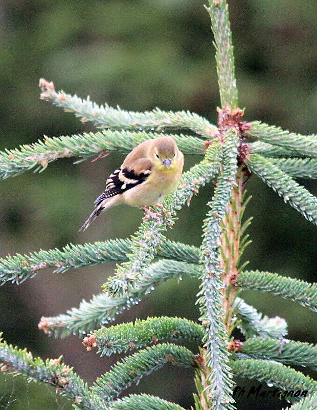 Chardonneret jaune femelle