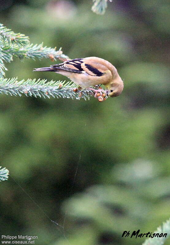 American GoldfinchFirst year, eats