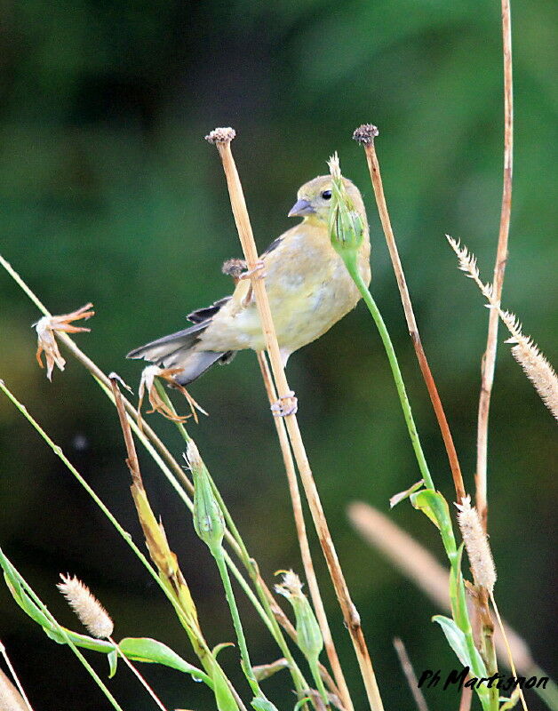 American Goldfinch