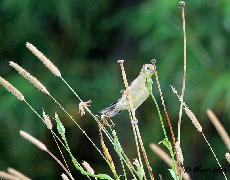 Chardonneret jaune