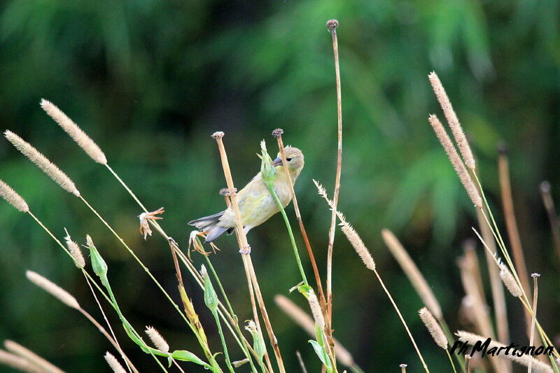 Chardonneret jaune