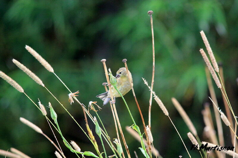 Chardonneret jaune