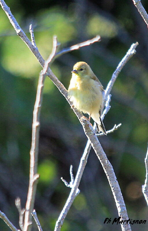 American Goldfinch