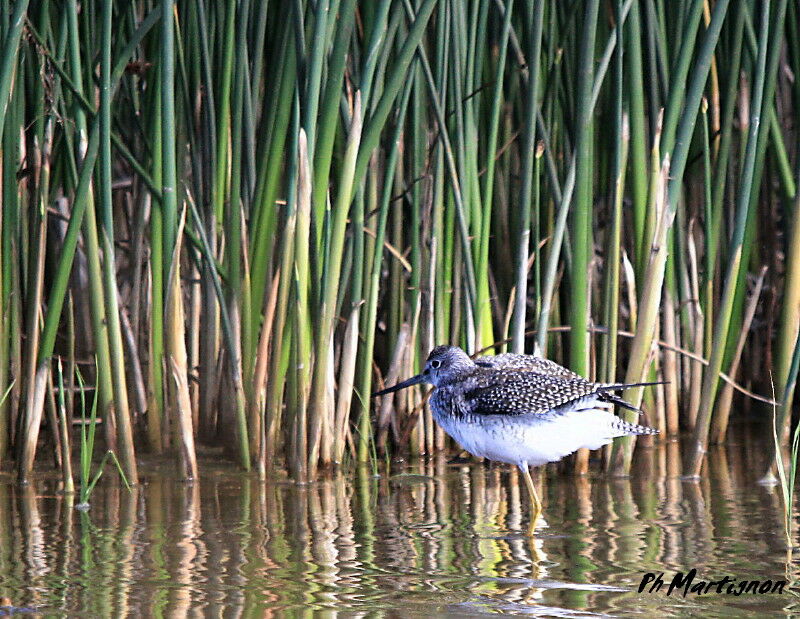 Greater Yellowlegs