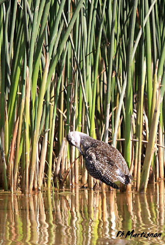 Greater Yellowlegs