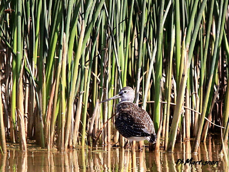 Greater Yellowlegs