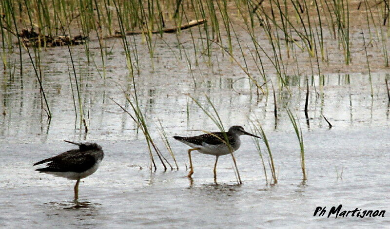 Greater Yellowlegs