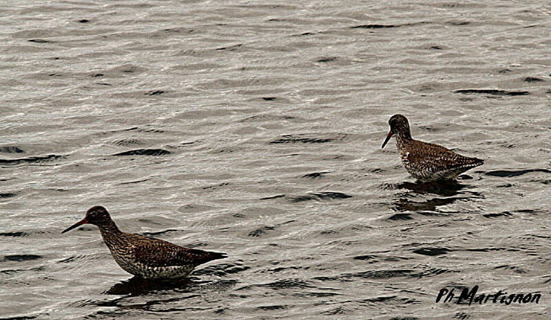 Common Redshank