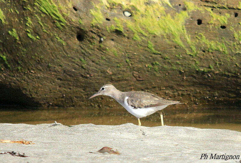 Spotted Sandpiper