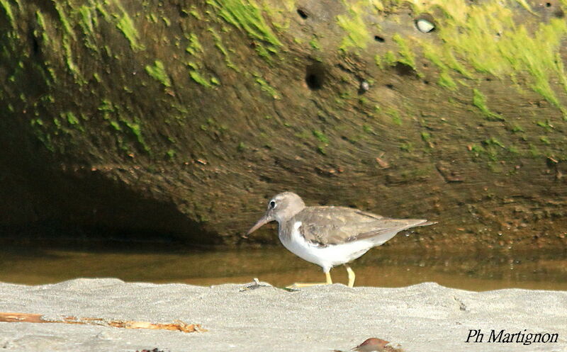 Spotted Sandpiper