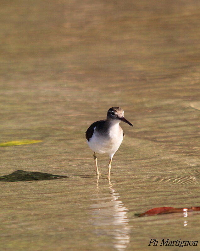 Spotted Sandpiper