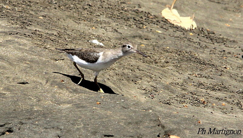 Spotted Sandpiper, identification