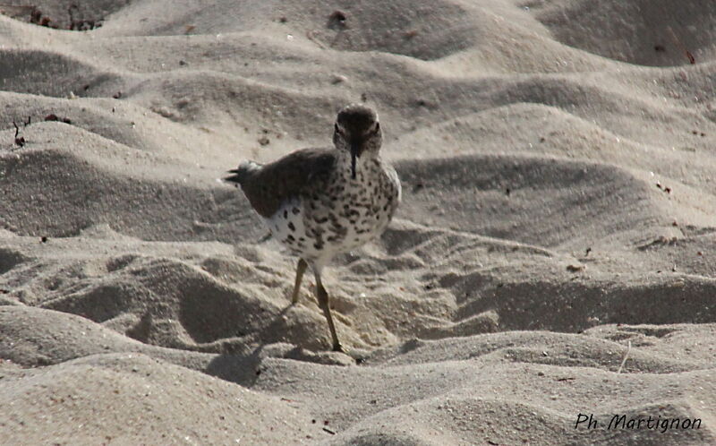 Spotted Sandpiper, identification