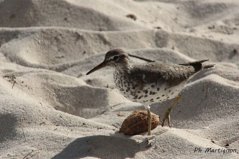 Spotted Sandpiper, identification