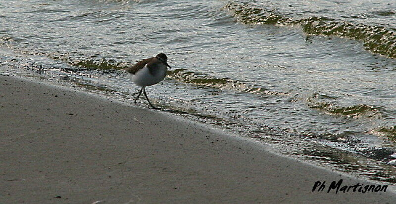 Chevalier guignette, identification