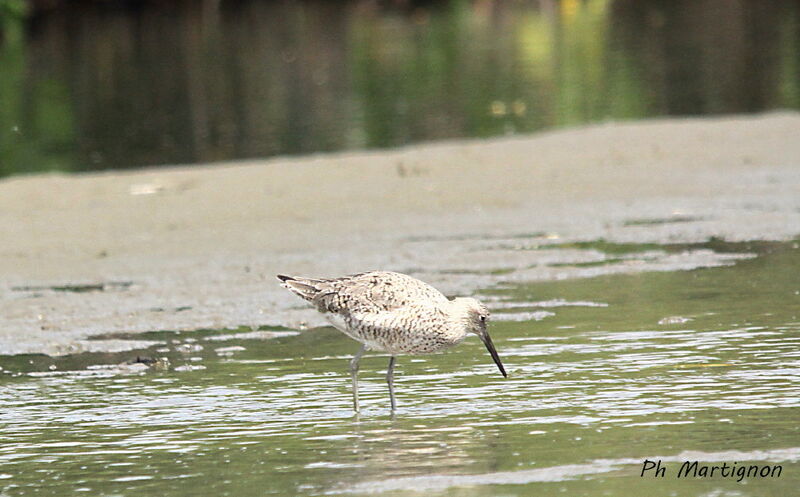 Willet, identification