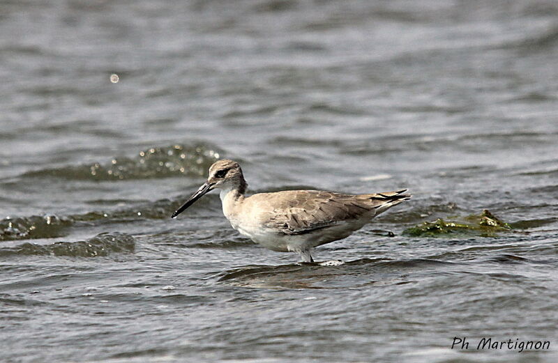 Chevalier semipalmé, identification