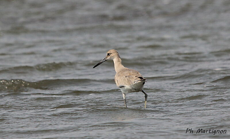 Willet, identification