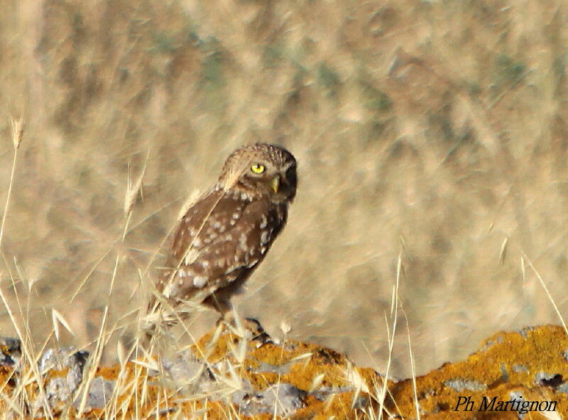 Chevêche d'Athéna, identification