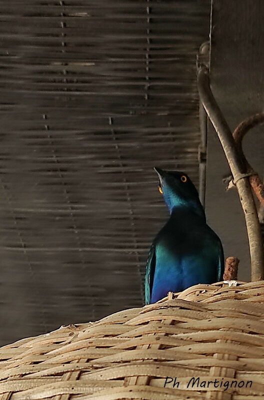 Greater Blue-eared Starling, identification