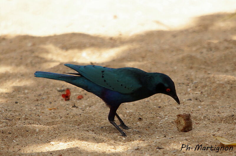 Choucador à queue violette, identification