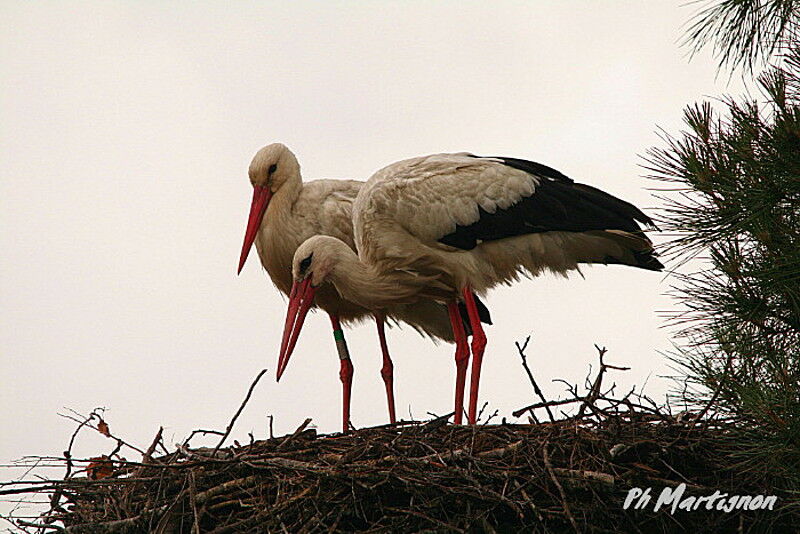 White Stork , identification, Reproduction-nesting