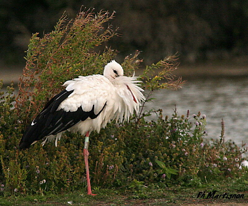 White Stork, identification