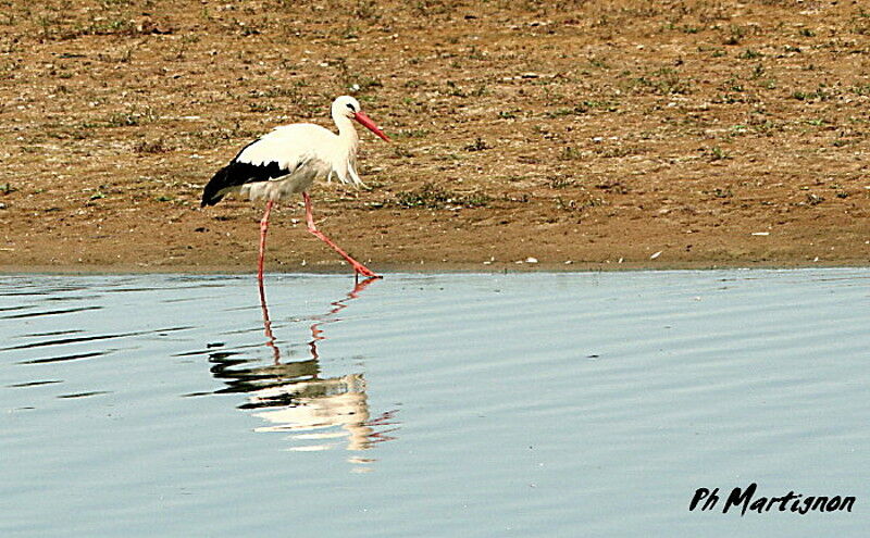 Cigogne blanche