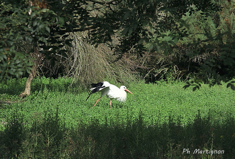 Cigogne blanche, identification