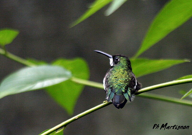 Colibri à gorge blanche