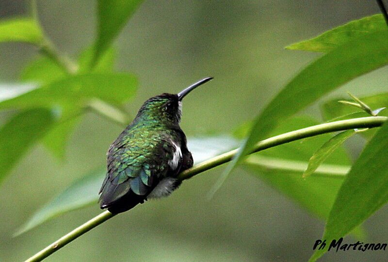 White-throated Hummingbird