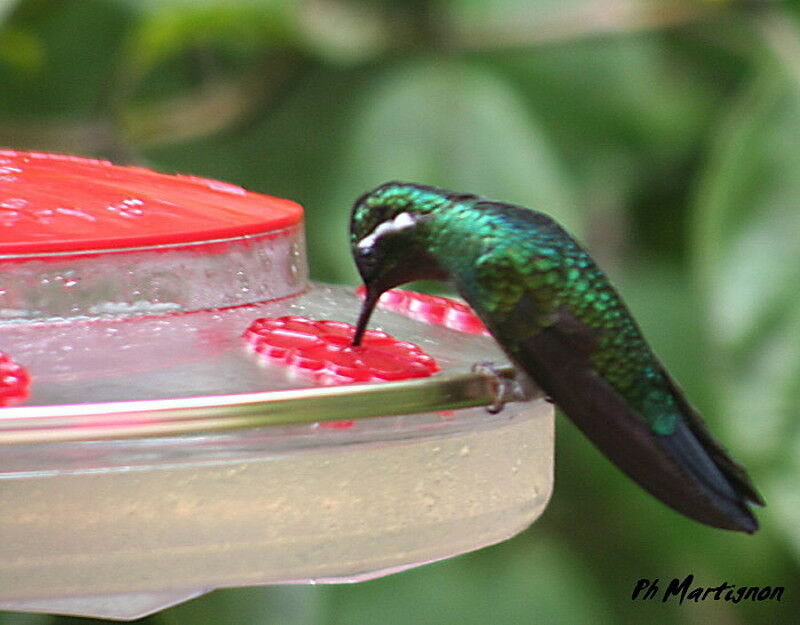 Colibri à gorge pourprée, identification, régime