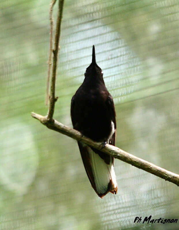 Black Jacobin