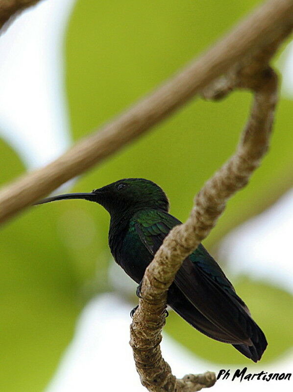 Green-throated Carib